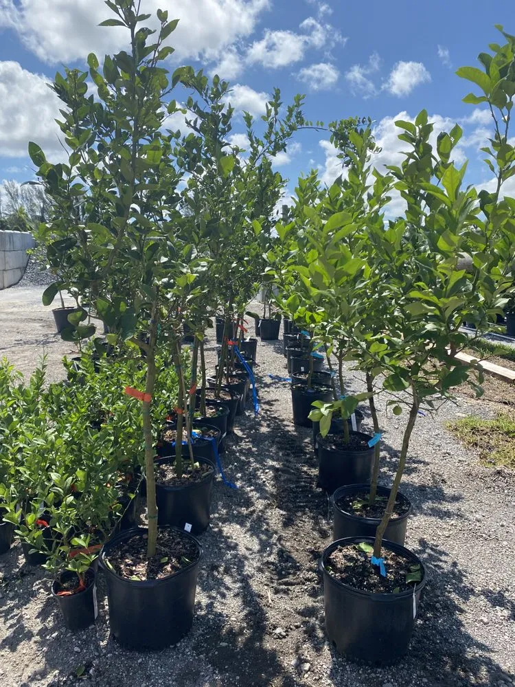 Trusted landscape design for year-round maintenance in Miami, FL by RGS Garden and Nursery