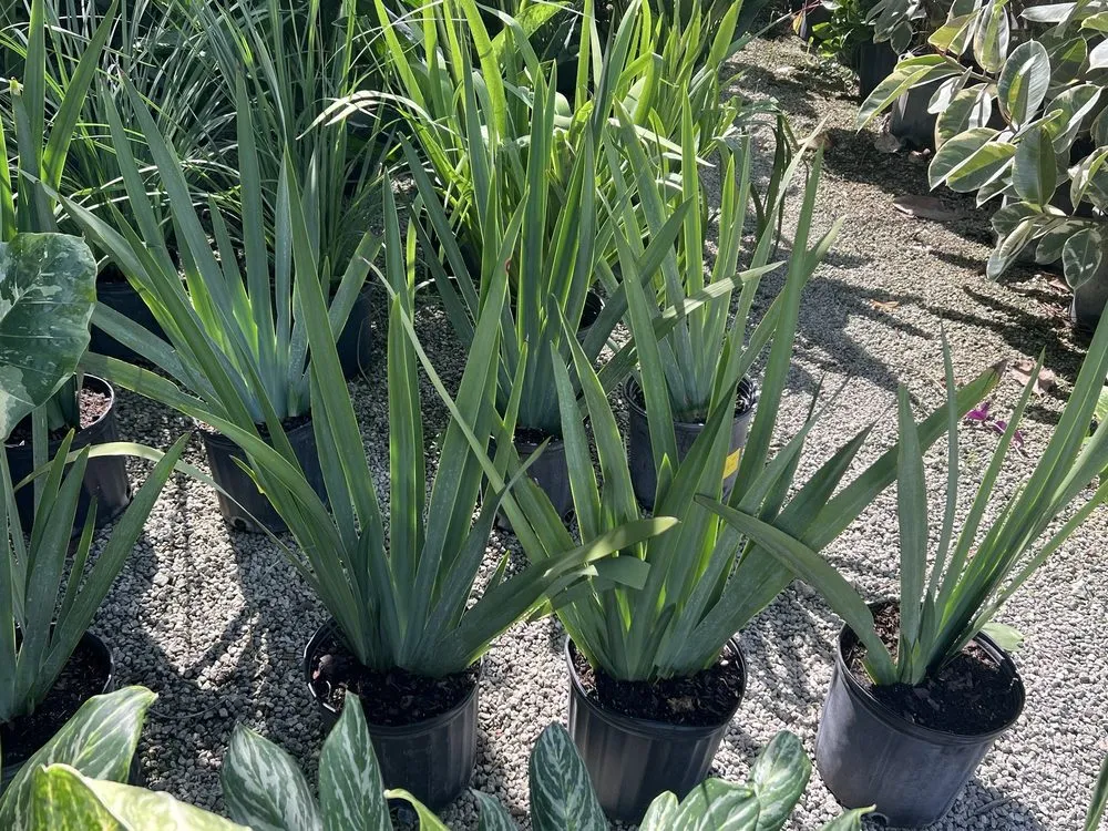 Expert outdoor landscaping in Miami, FL - RGS Garden and Nursery