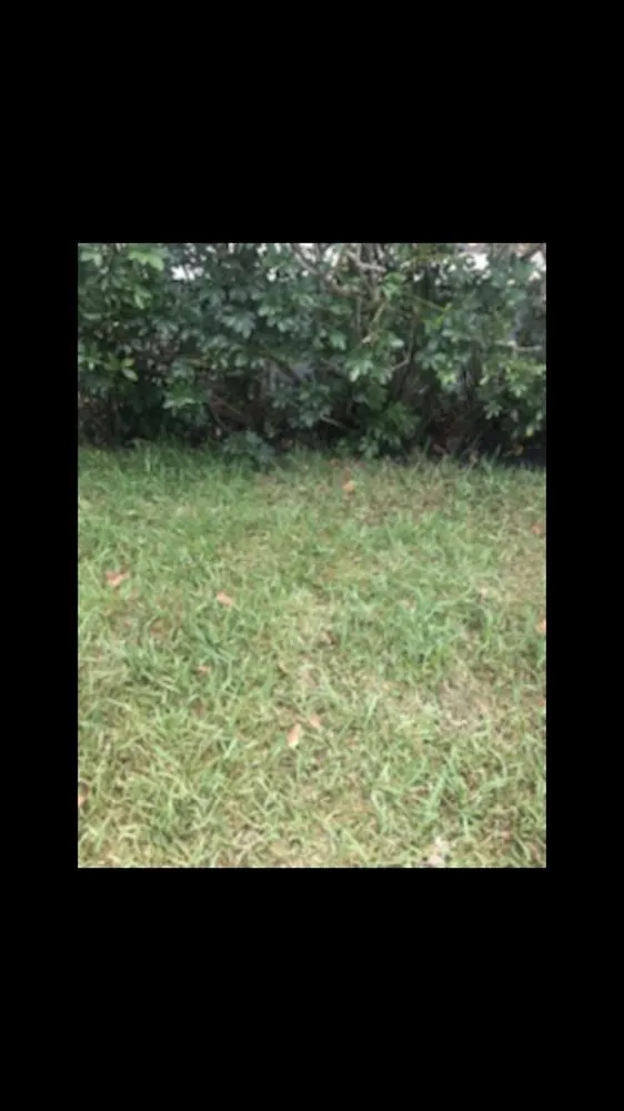 Trusted residential landscaping experts serving Miami, FL - Rgs Nursery