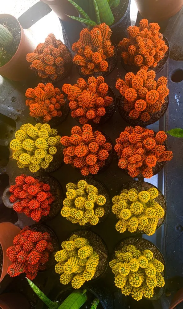 Professional landscape design near you across Miami, FL - Rgs Nursery