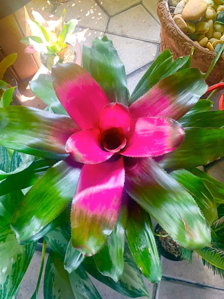 Reliable outdoor landscaping in Miami, FL by Rgs Nursery