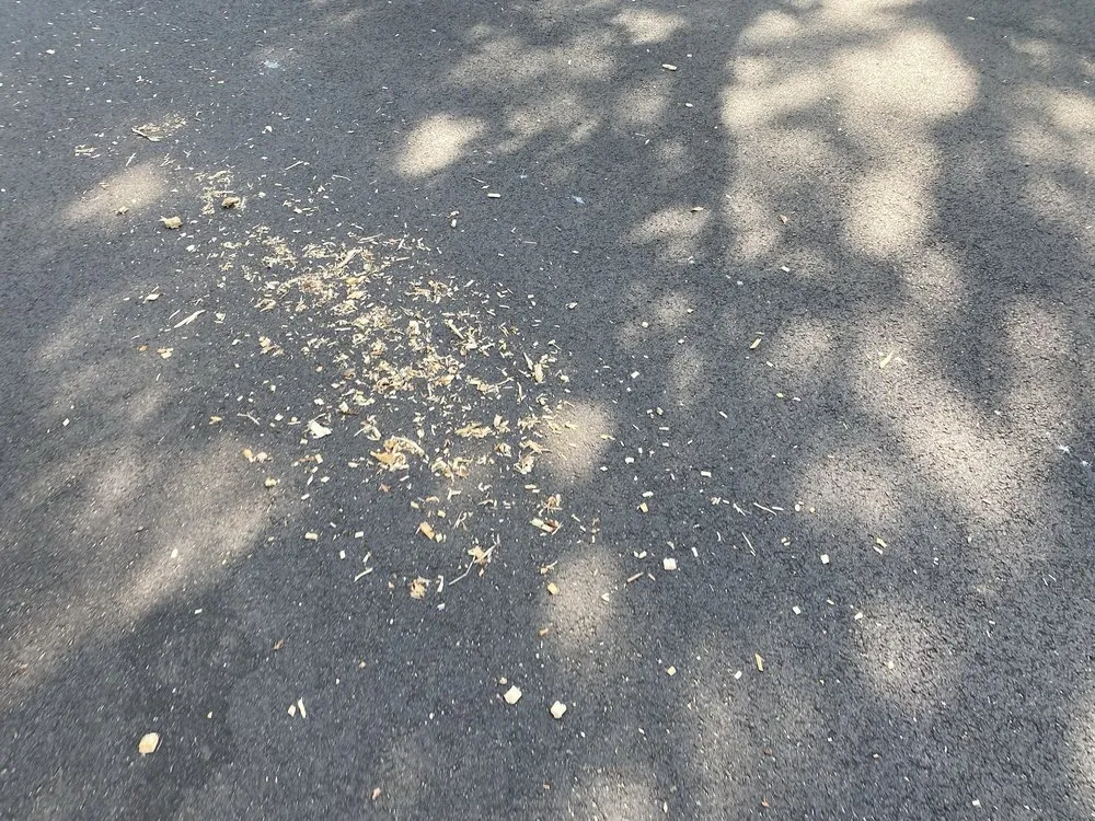 Affordable lawn care service in Ashburn, VA - RGS Services