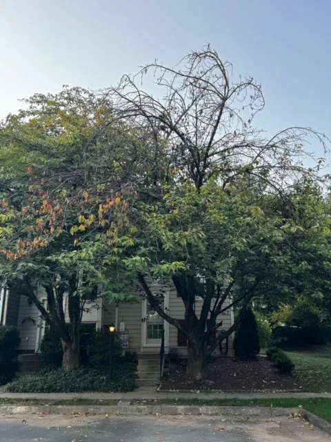 Professional landscape installation experts serving Ashburn, VA - RGS Services