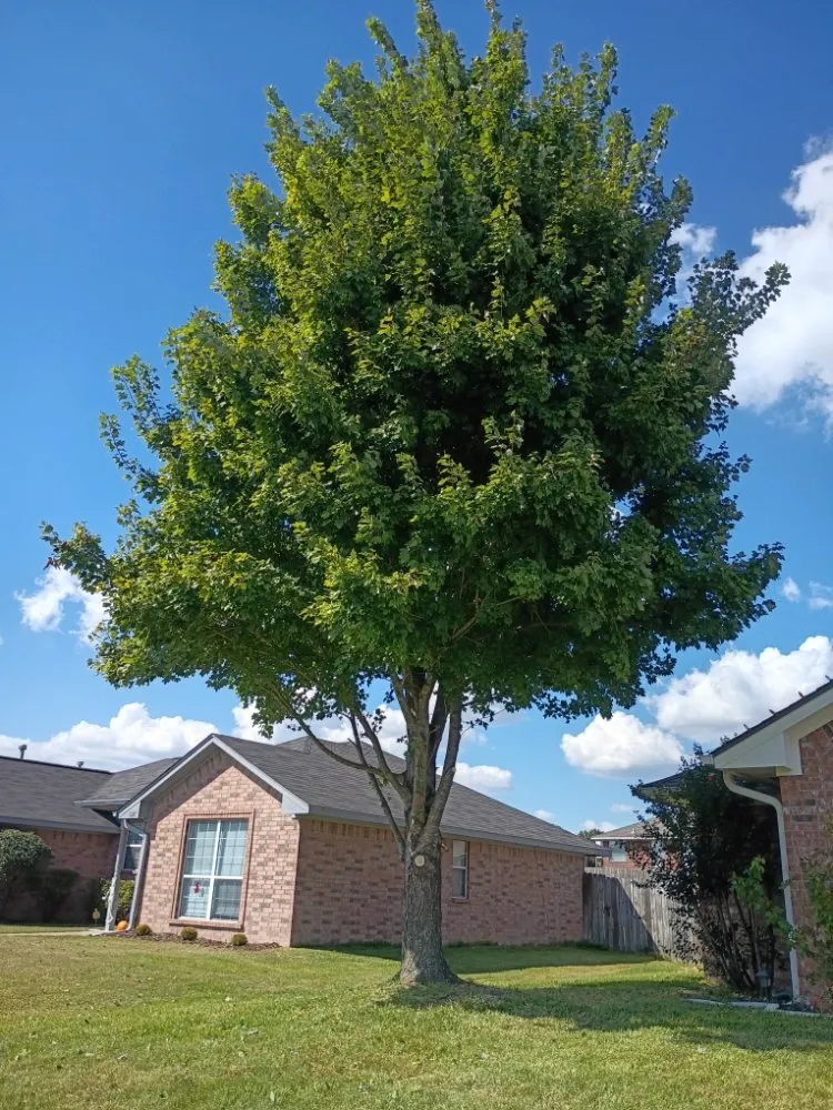 Expert landscaping services for year-round maintenance across Tyler, TX - R&H Landscaping and Construction
