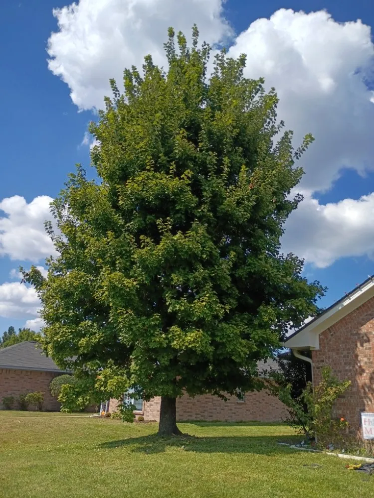 Expert lawn mowing service in Tyler, TX by R&H Landscaping and Construction