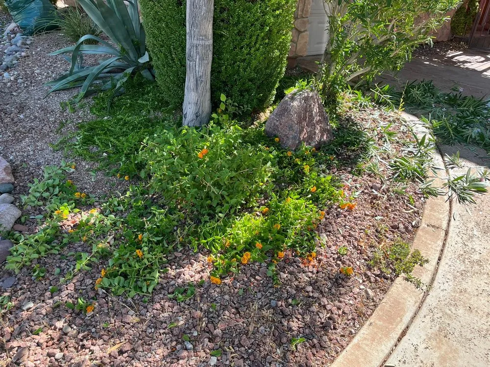 Affordable yard maintenance for residential properties across Las Vegas, NV - RH Landscaping And Gardening Services