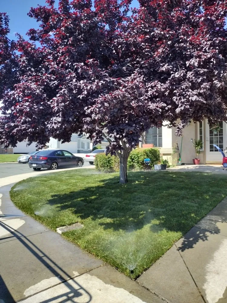 Trusted outdoor landscaping experts serving Antioch, CA - RHD Landscaping