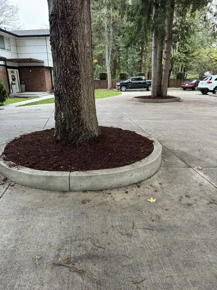 Trusted yard cleanup service experts serving Bellevue, WA - Rhino Landscaping