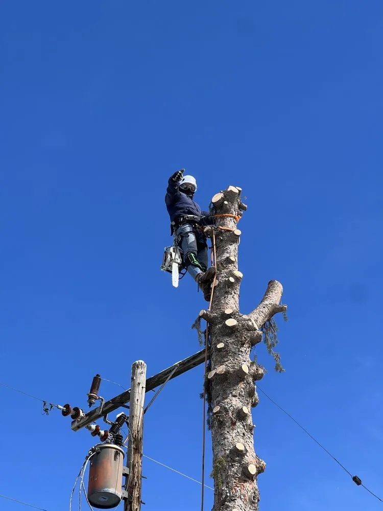 Affordable yard cleanup service for year-round maintenance in South Salt Lake, UT by Rhinos Landscaping