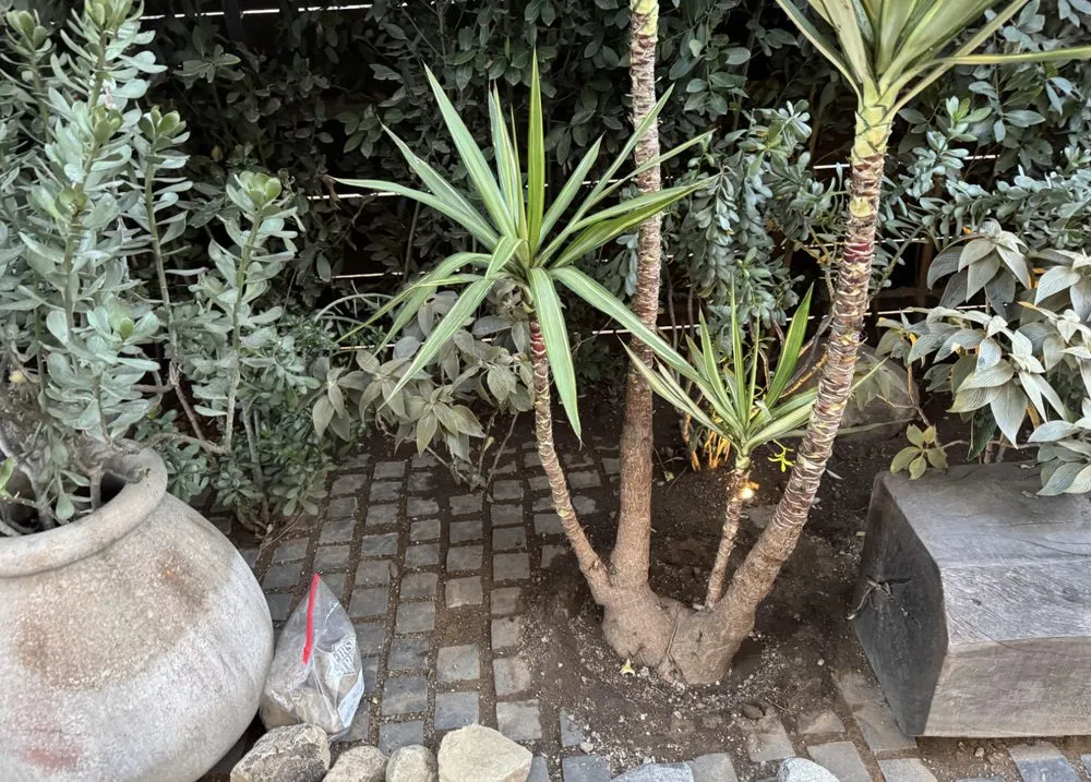 Professional lawn mowing service for residential properties in San Marino, CA by Rhiza