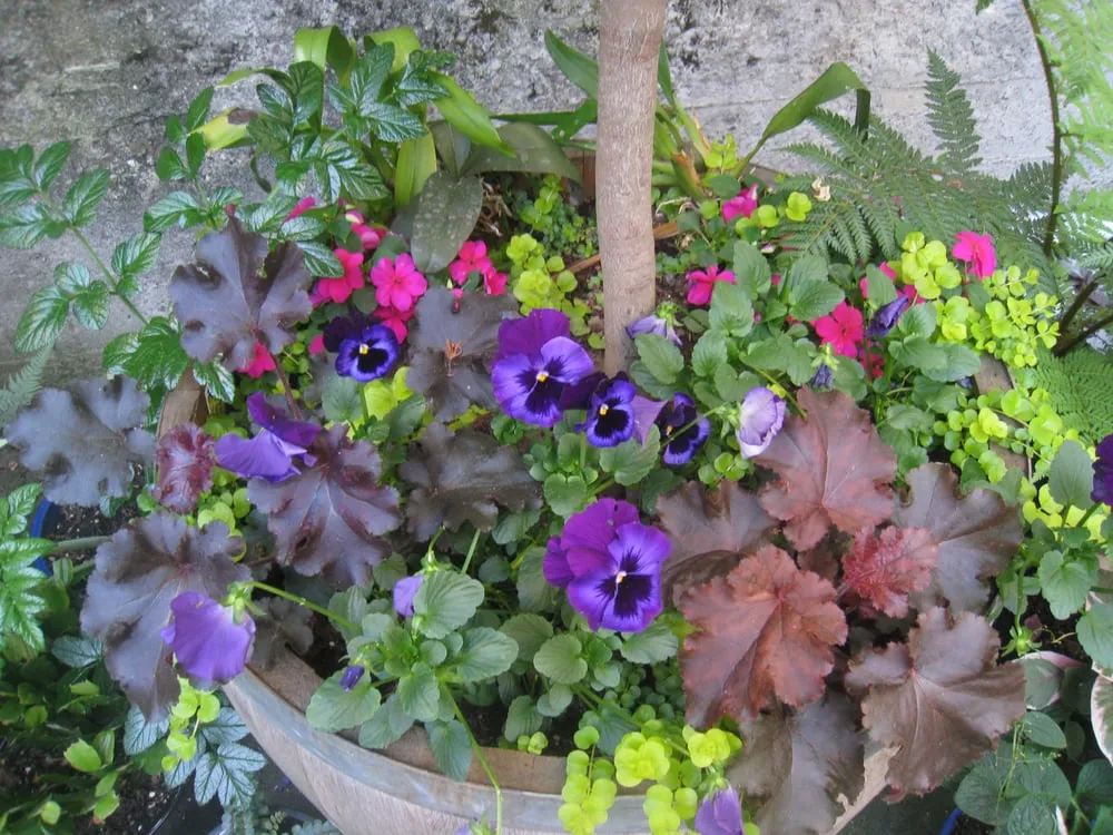 Top-rated lawn mowing service experts serving San Francisco, CA - Rhizome Urban Gardens