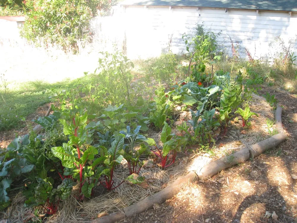 Trusted garden landscaping for homes in San Francisco, CA by Rhizome Urban Gardens