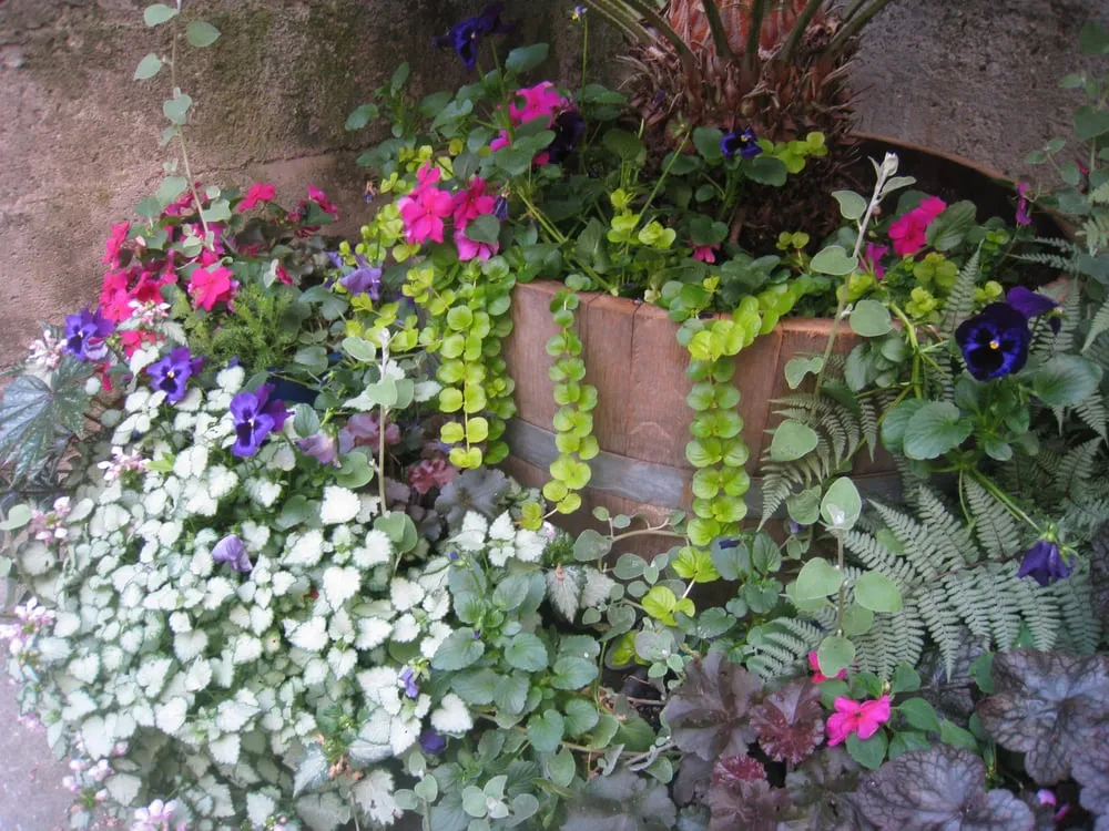 Affordable landscape installation for residential properties across San Francisco, CA - Rhizome Urban Gardens