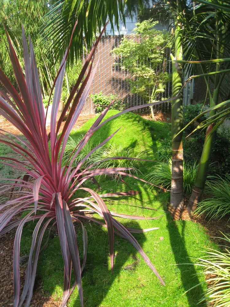 Trusted landscaping services experts serving San Francisco, CA - Rhizome Urban Gardens