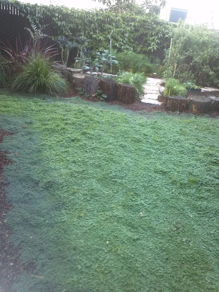 Professional yard maintenance in San Francisco, CA by Rhizome Urban Gardens