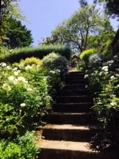 Expert yard cleanup service near you across San Francisco, CA - Rhizome Urban Gardens