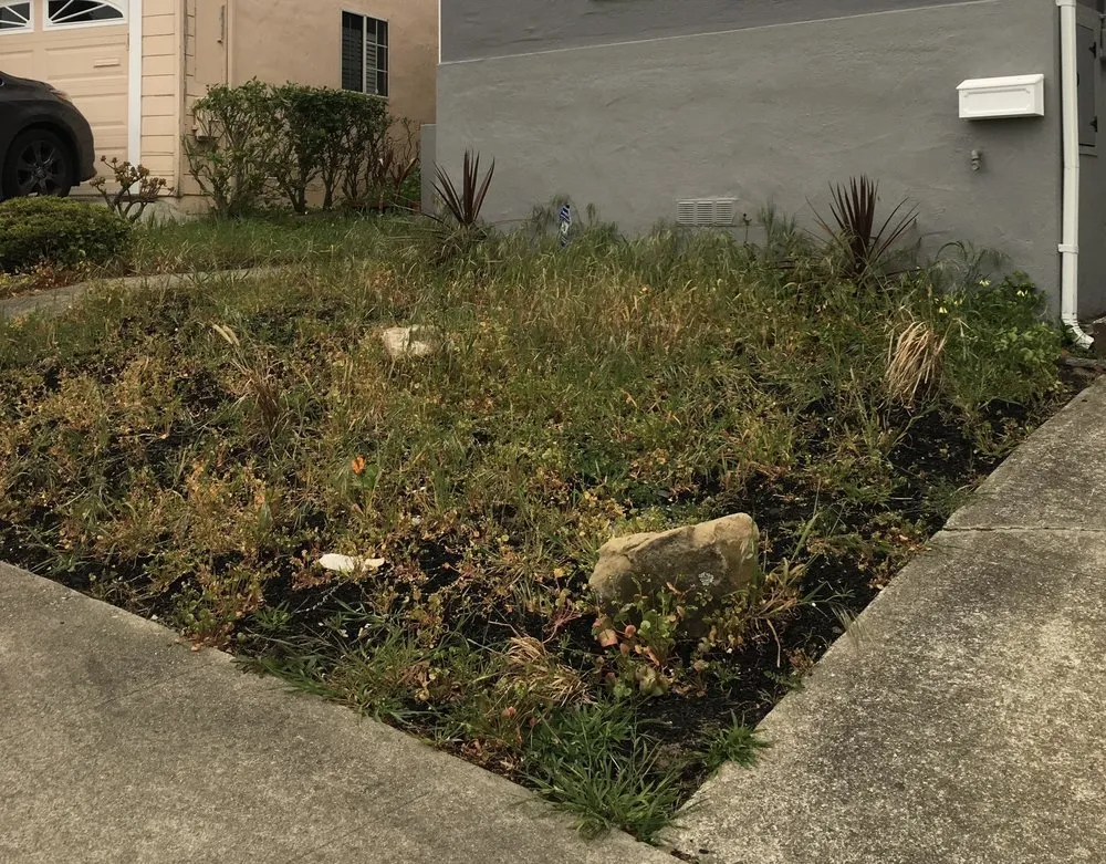 Local residential landscaping in San Francisco, CA - Rhizome Urban Gardens