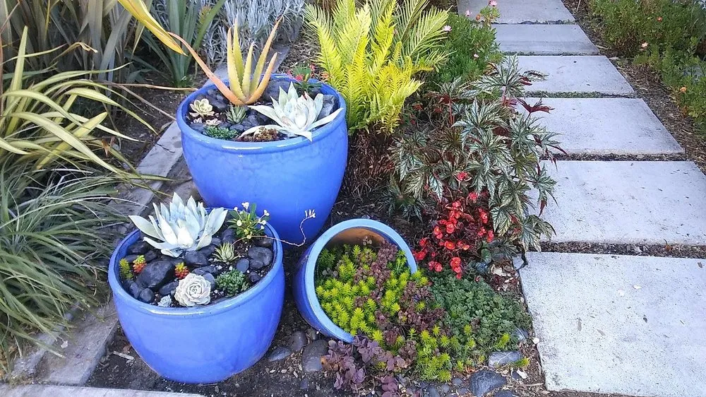 Local yard maintenance for outdoor upgrades in San Francisco, CA by Rhizome Urban Gardens