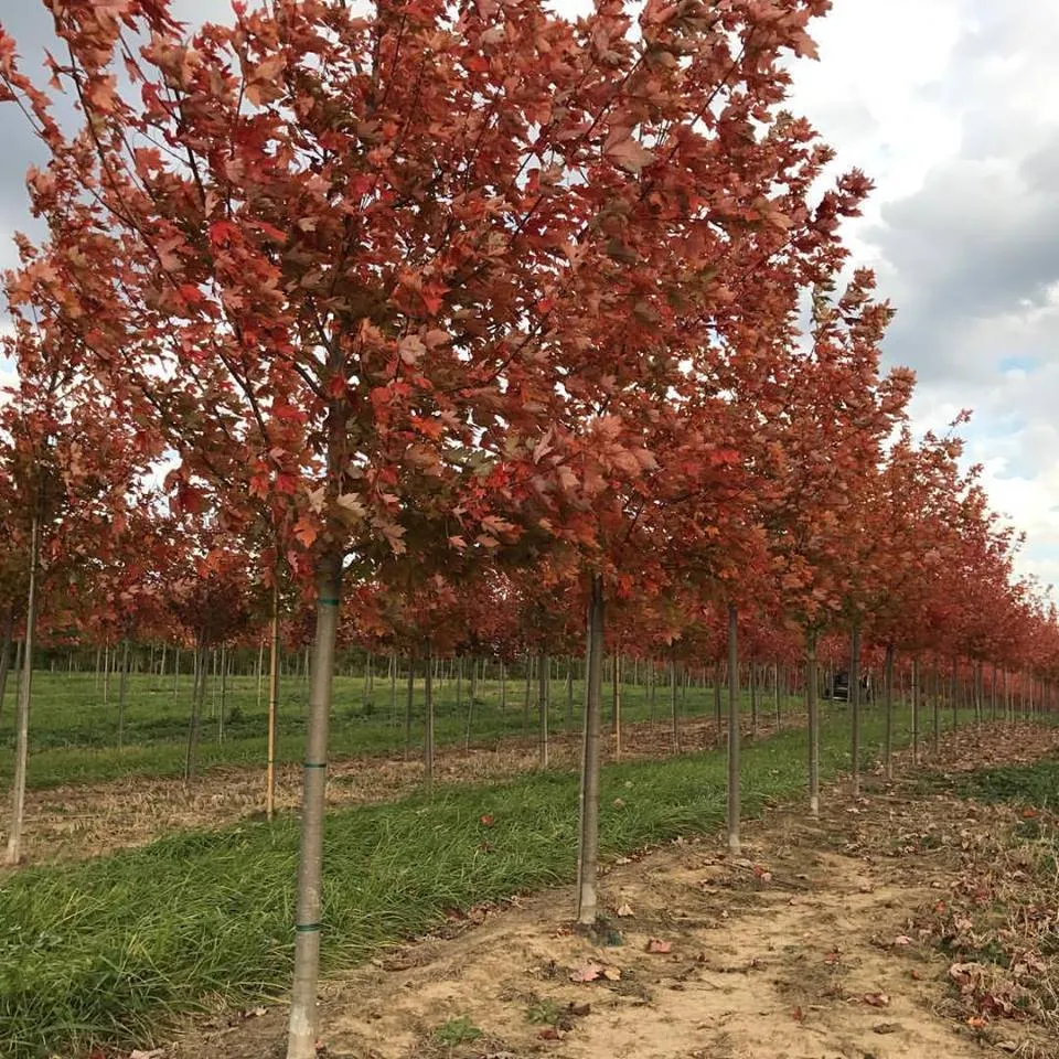 Professional lawn mowing service for year-round maintenance across Circleville, OH - Rhoads Garden Center