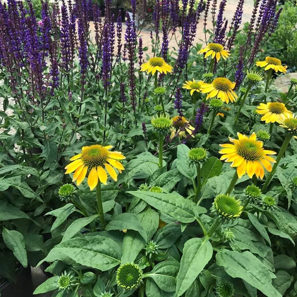 Top-rated yard cleanup service in Circleville, OH - Rhoads Garden Center