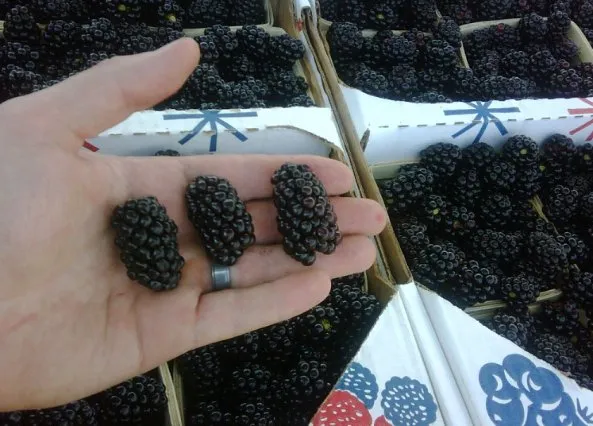 Custom landscape installation experts serving Circleville, OH - Rhoads Garden Center