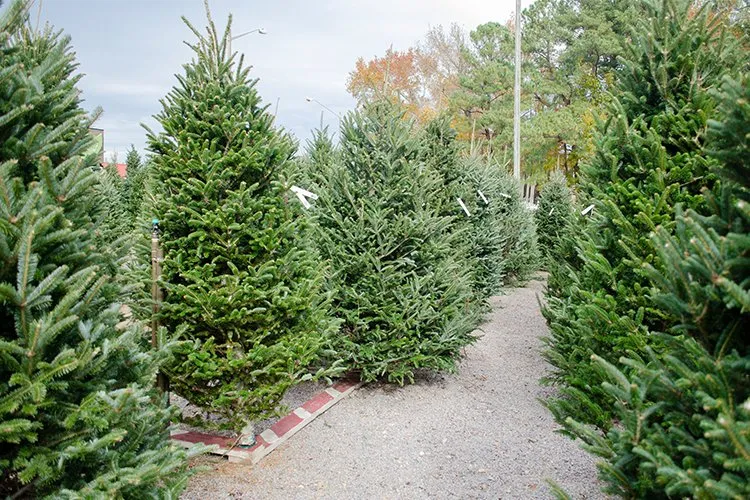 Expert residential landscaping in Circleville, OH by Rhoads Garden Center