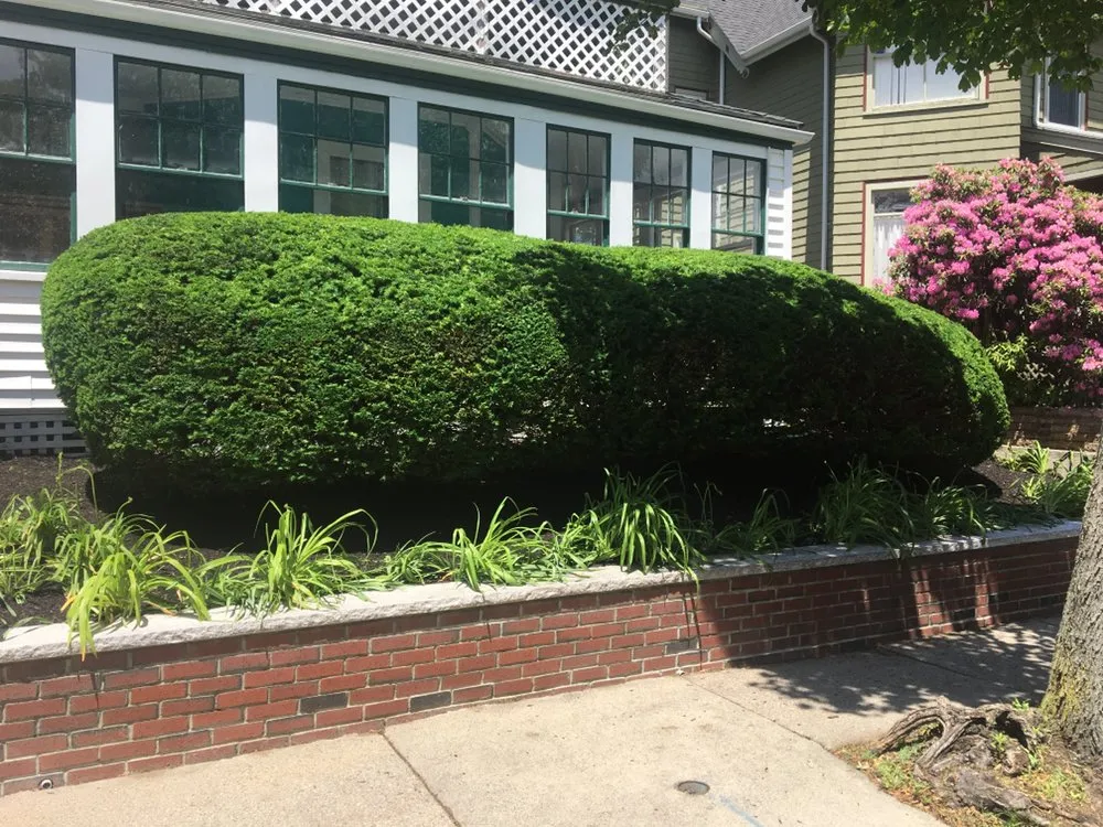 Professional yard maintenance in Milton, MA by Rhudd's Landscape & Design