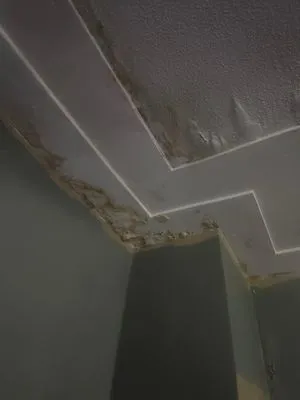 Rhyno's Painting Pro's Logo