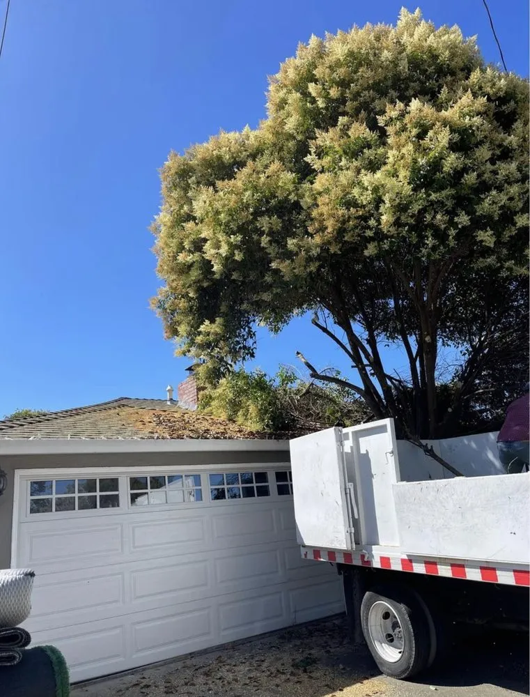 Affordable landscaping services for year-round maintenance across Paramount, CA - Ricardo Jimenez