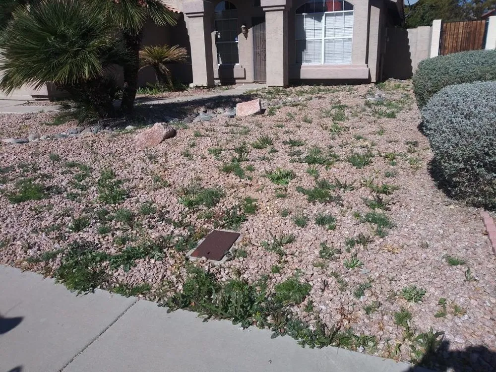 Affordable landscape design experts serving Mesa, AZ - Ricardo Sanchez