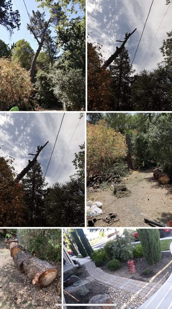 Expert landscape design with custom design in Antioch, CA by Ricardo To The Rescue Landscaping