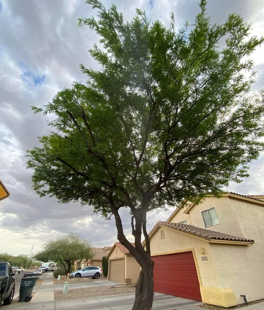 Professional landscape installation in Tucson, AZ by Ricardo’s Landscape Services