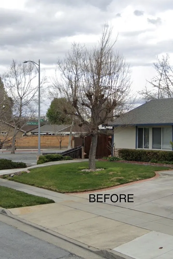 Trusted yard cleanup service in Gilroy, CA - Ricardo's Landscaping