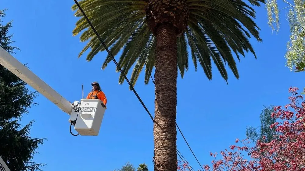 Trusted outdoor landscaping in Santa Cruz, CA by Riccabona's Landscape & Tree Service