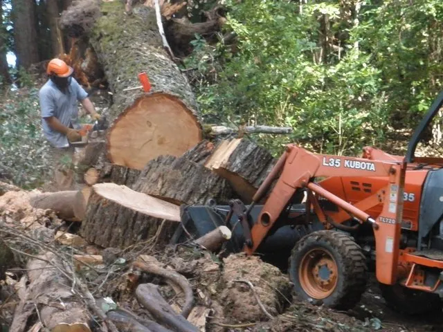 Professional yard cleanup service in Santa Cruz, CA by Riccabona's Landscape & Tree Service