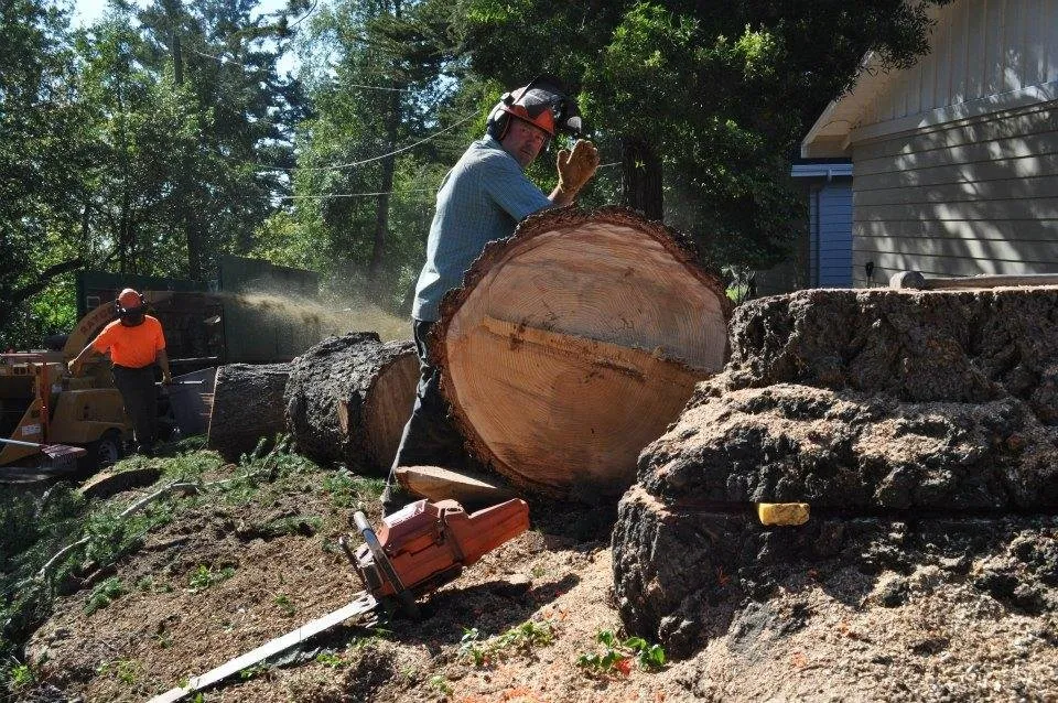Expert lawn mowing service with custom design across Santa Cruz, CA - Riccabona's Landscape & Tree Service