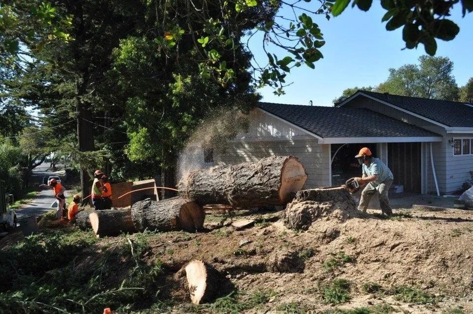 Local yard cleanup service near you across Santa Cruz, CA - Riccabona's Landscape & Tree Service