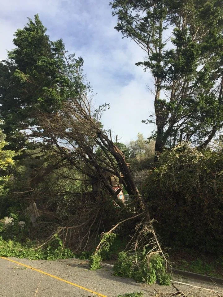 Professional yard maintenance for outdoor upgrades in Santa Cruz, CA by Riccabona's Landscape & Tree Service