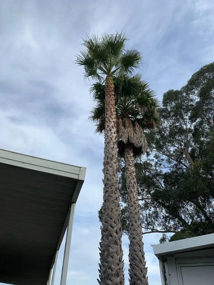 Top-rated garden landscaping for residential properties in Santa Cruz, CA by Riccabona's Landscape & Tree Service