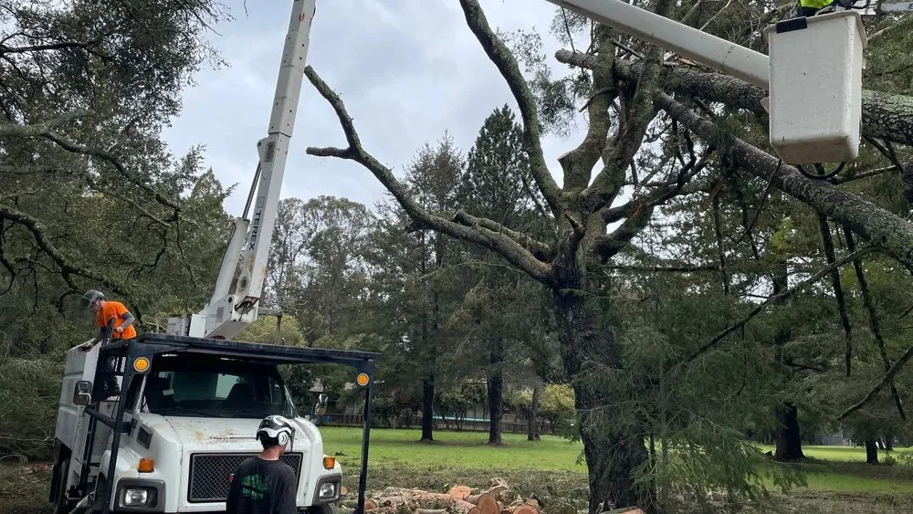 Top-rated residential landscaping with custom design in Santa Cruz, CA by Riccabona's Landscape & Tree Service