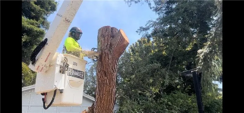 Local outdoor landscaping in Santa Cruz, CA by Riccabona's Landscape & Tree Service