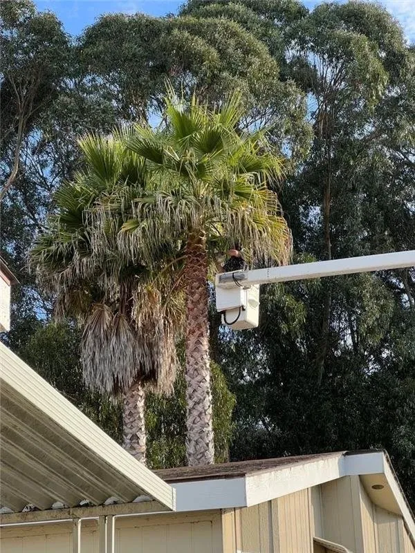 Custom yard cleanup service for outdoor upgrades in Santa Cruz, CA by Riccabona's Landscape & Tree Service