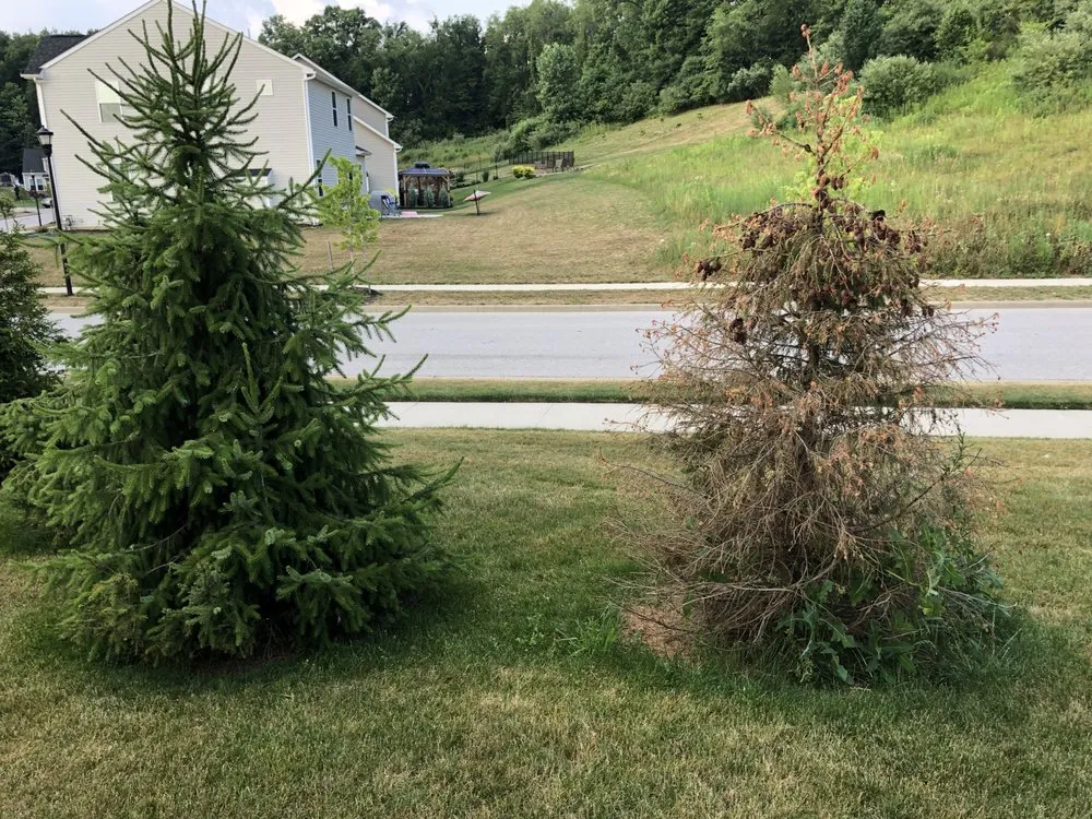 Top-rated yard cleanup service for homes in Canton, OH by Rice's