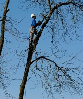 Affordable landscaping services in North Royalton, OH - Rice's Tree Service & Landscaping