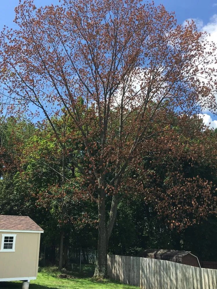 Expert landscape design with custom design in North Royalton, OH by Rice's Tree Service & Landscaping