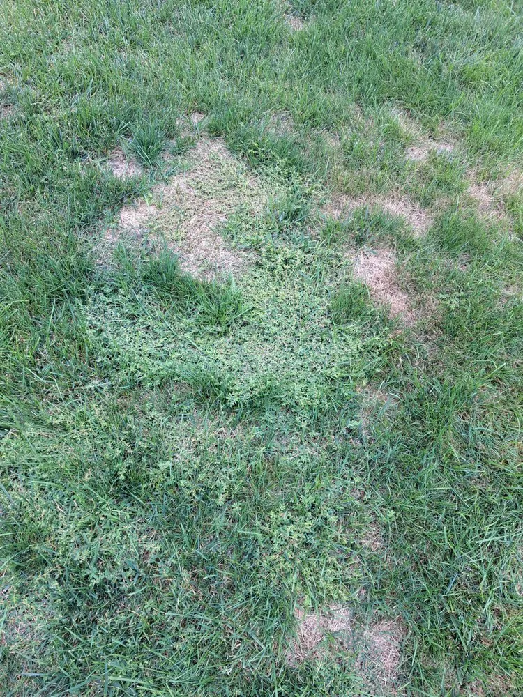 Custom landscaping services experts serving Jackson Township, NJ - Rich Green Lawns
