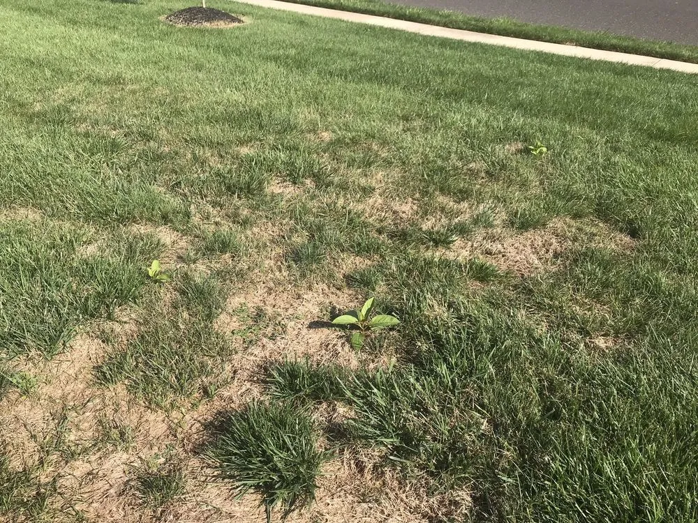 Top-rated yard maintenance in Jackson Township, NJ - Rich Green Lawns