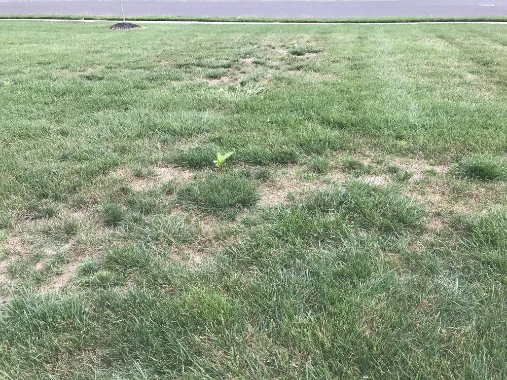 Local yard maintenance experts serving Jackson Township, NJ - Rich Green Lawns