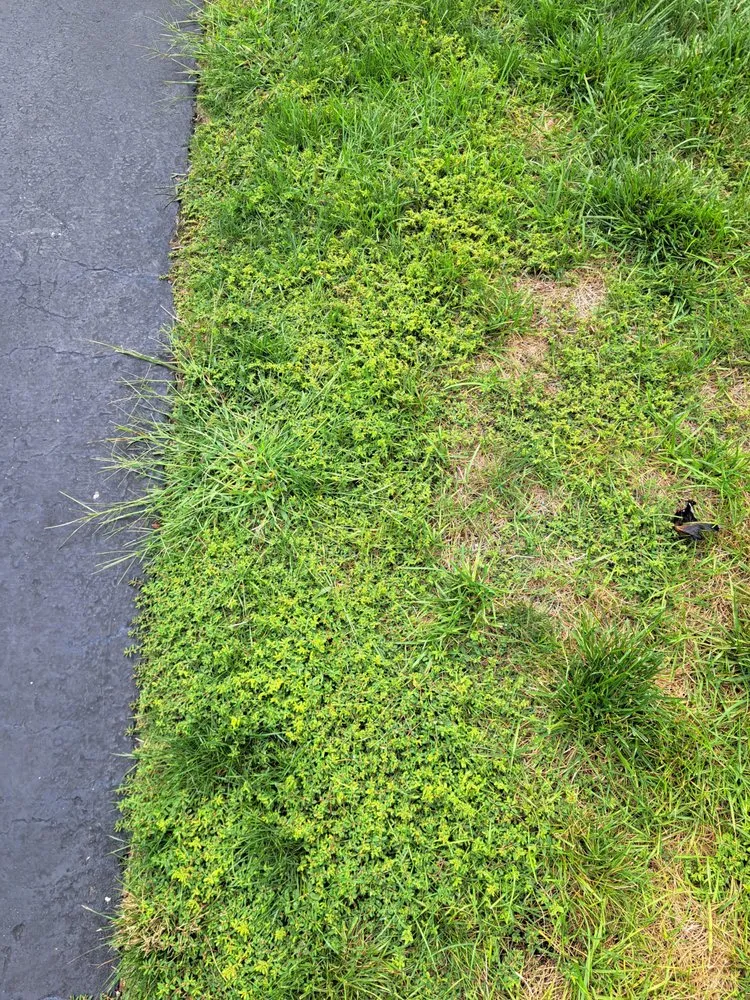 Local landscaping services in Jackson Township, NJ by Rich Green Lawns