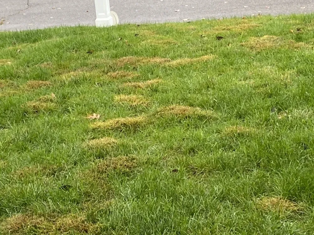 Affordable yard maintenance near you across Jackson Township, NJ - Rich Green Lawns
